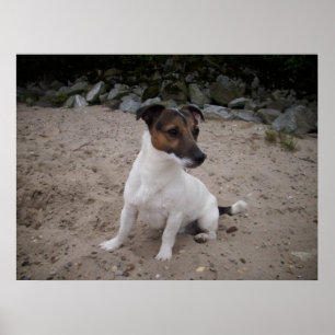 Póster Capo von Oppenheim, Jack Russell Dog