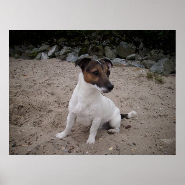Póster Capo von Oppenheim, Jack Russell Dog (Frente)