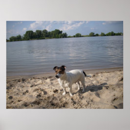 Póster Capo von Oppenheim, Jack Russell Dog