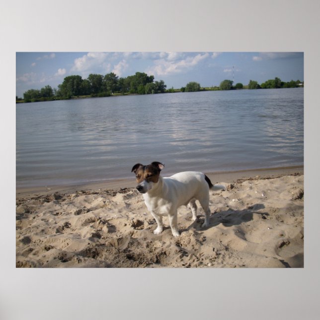 Póster Capo von Oppenheim, Jack Russell Dog (Frente)