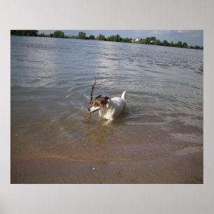 Póster Capo von Oppenheim, Jack Russell Dog