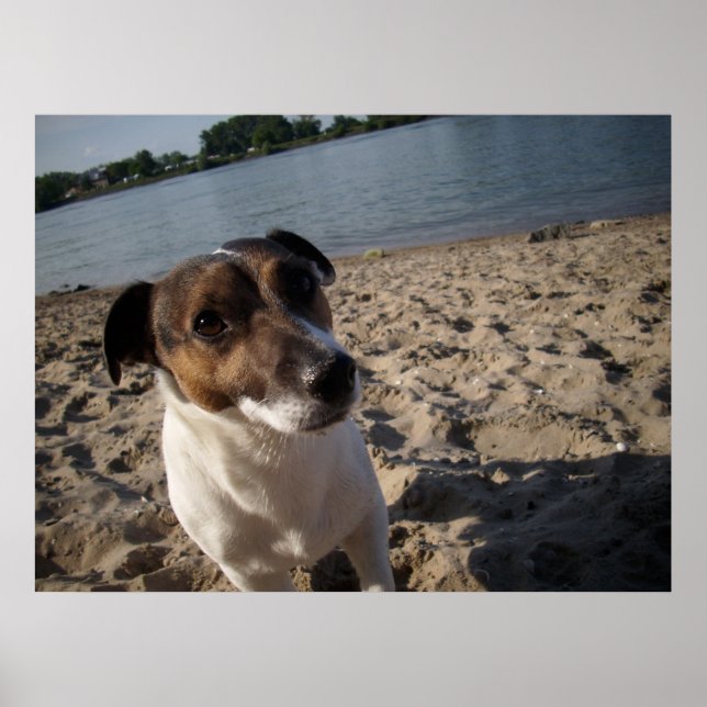 Póster Capo von Oppenheim, Jack Russell Dog (Frente)