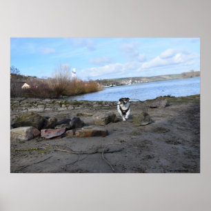 Póster Capo von Oppenheim, Jack Russell Terrier Dog