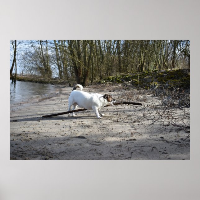 Póster Capo von Oppenheim, Jack Russell Terrier Dog (Frente)