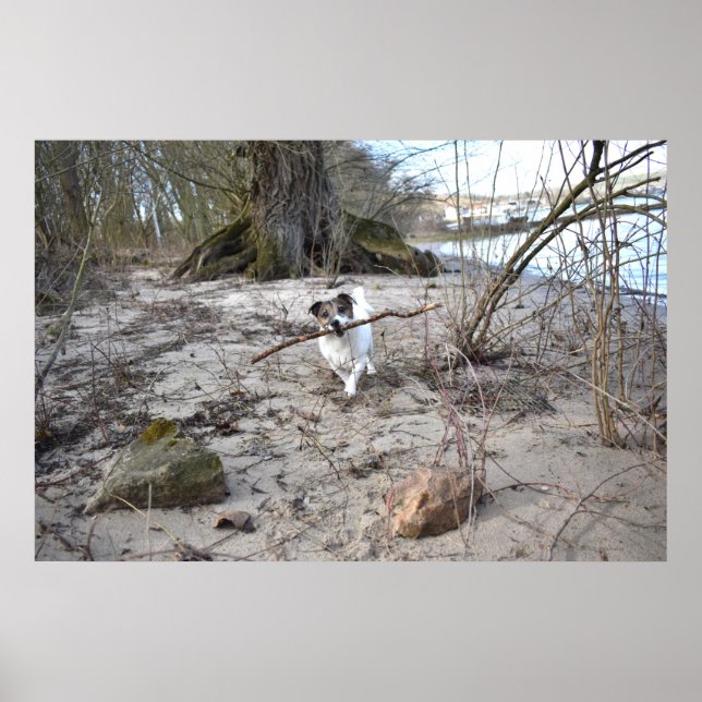 Póster Capo von Oppenheim, Jack Russell Terrier Dog (Frente)