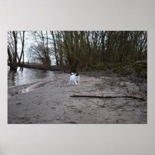 Póster Capo von Oppenheim, Jack Russell Terrier Dog