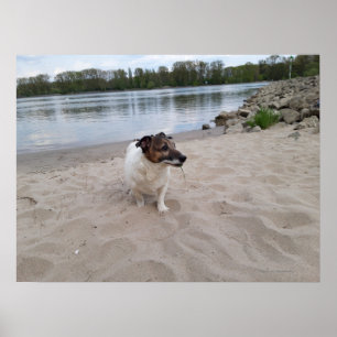 Póster Capo von Oppenheim, Jack Russell Terrier Dog