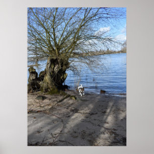 Póster Capo von Oppenheim, Jack Russell Terrier Dog