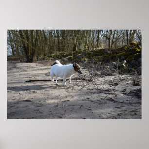 Póster Capo von Oppenheim, Jack Russell Terrier Dog