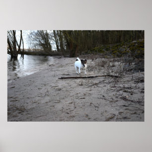 Póster Capo von Oppenheim, Jack Russell Terrier Dog