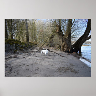 Póster Capo von Oppenheim, Jack Russell Terrier Dog