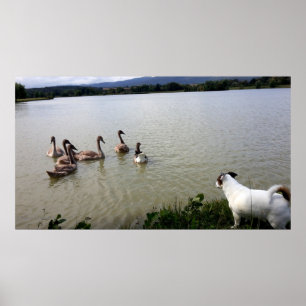 Póster Capo von Oppenheim, Jack Russell Terrier Dog