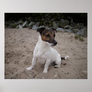 Póster Capo von Oppenheim, perro Jack Russell