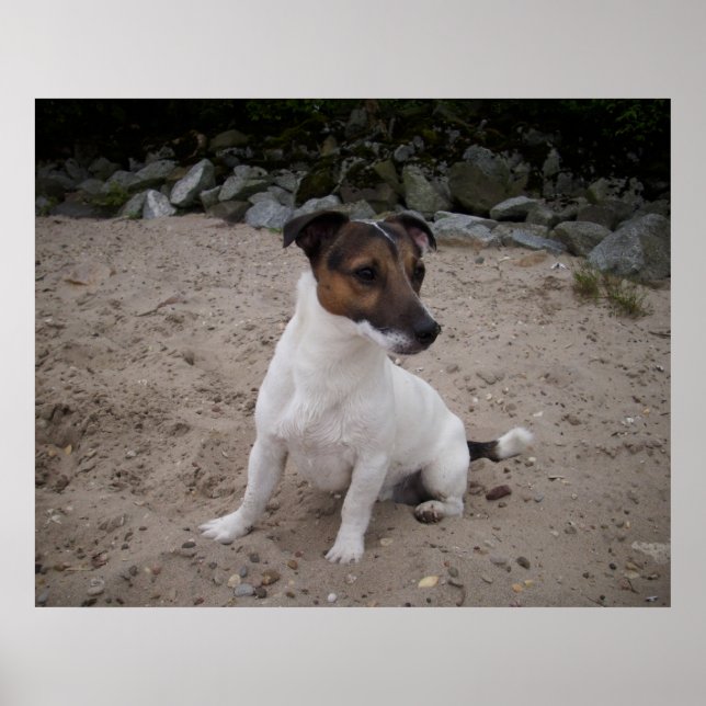 Póster Capo von Oppenheim, perro Jack Russell (Frente)