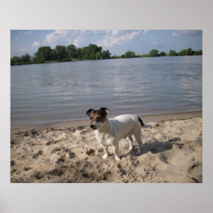 Póster Capo von Oppenheim, perro Jack Russell