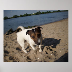 Póster Capo von Oppenheim, perro Jack Russell