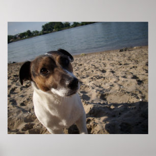 Póster Capo von Oppenheim, perro Jack Russell