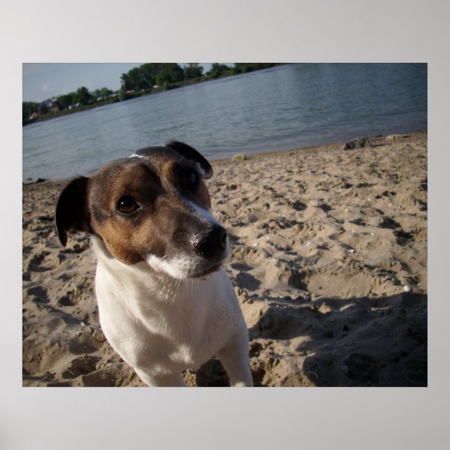 Póster Capo von Oppenheim, perro Jack Russell (Frente)
