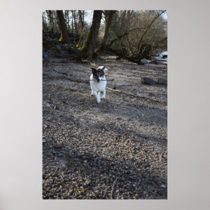 Póster Capo von Oppenheim, perro Jack Russell Terrier