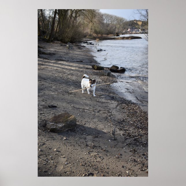 Póster Capo von Oppenheim, perro Jack Russell Terrier (Frente)