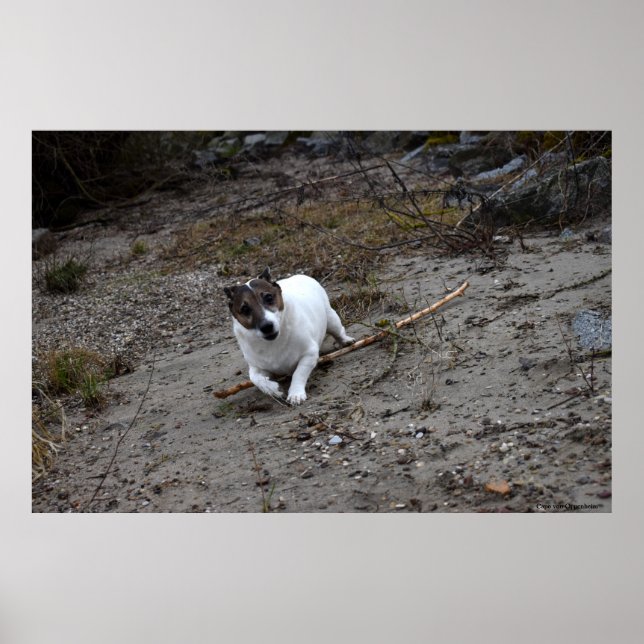 Póster Capo von Oppenheim, perro Jack Russell Terrier (Frente)