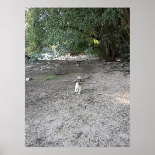 Póster Capo von Oppenheim, perro Jack Russell Terrier