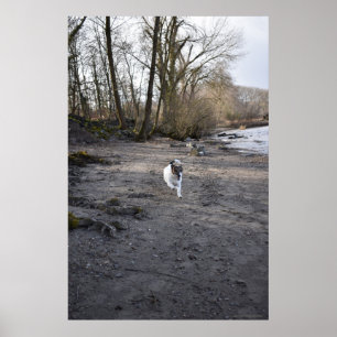 Póster Capo von Oppenheim, perro Jack Russell Terrier