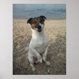Póster Capo von Oppenheim, perro Jack Russell Terrier