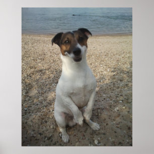 Póster Capo von Oppenheim, perro Jack Russell Terrier