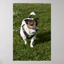 Capo von Oppenheim, perro Jack Russell Terrier