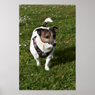 Póster Capo von Oppenheim, perro Jack Russell Terrier