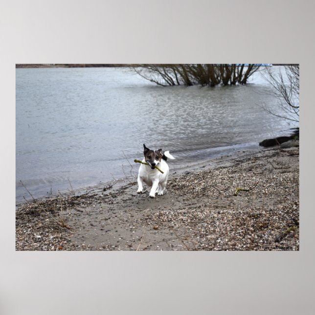 Póster Capo von Oppenheim, perro Jack Russell Terrier (Frente)
