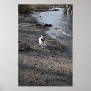 Póster Capo von Oppenheim, perro Jack Russell Terrier