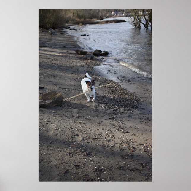 Póster Capo von Oppenheim, perro Jack Russell Terrier (Frente)