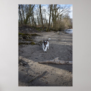 Póster Capo von Oppenheim, perro Jack Russell Terrier