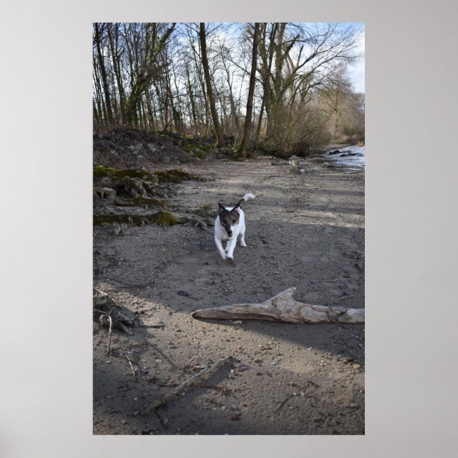 Póster Capo von Oppenheim, perro Jack Russell Terrier (Frente)