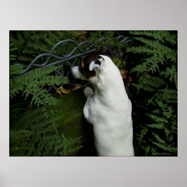 Póster Capo von Oppenheim, perro Jack Russell Terrier (Frente)