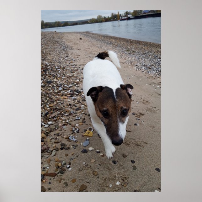 Póster Capo von Oppenheim, perro Jack Russell Terrier (Frente)