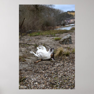 Póster Capo von Oppenheim, perro Jack Russell Terrier