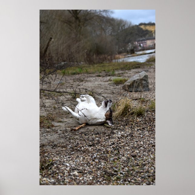 Póster Capo von Oppenheim, perro Jack Russell Terrier (Frente)