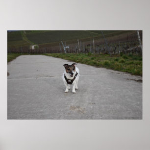 Póster Capo von Oppenheim, perro Jack Russell Terrier