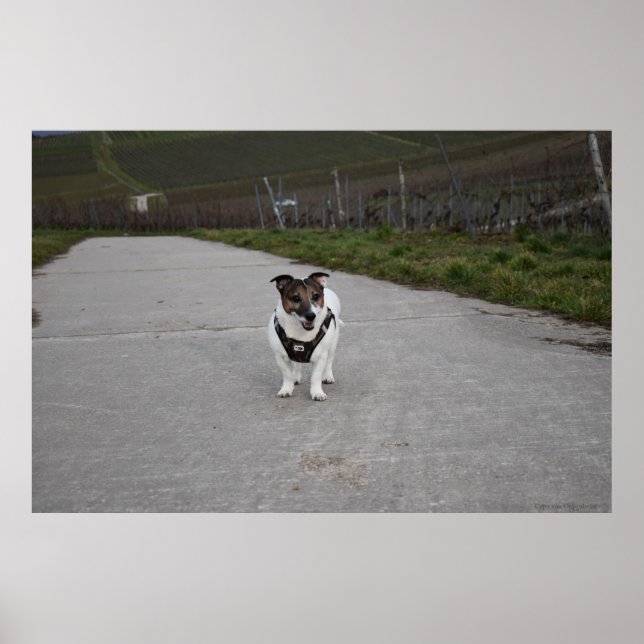 Póster Capo von Oppenheim, perro Jack Russell Terrier (Frente)