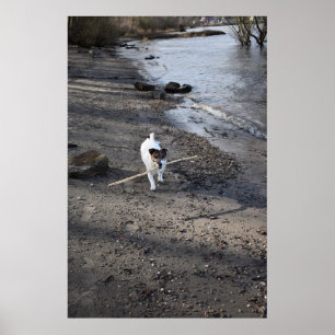 Póster Capo von Oppenheim, perro Jack Russell Terrier