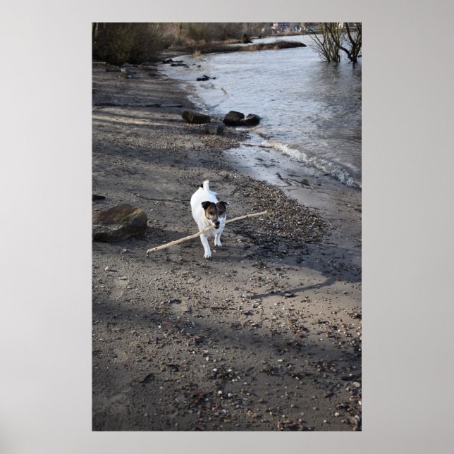 Póster Capo von Oppenheim, perro Jack Russell Terrier (Frente)