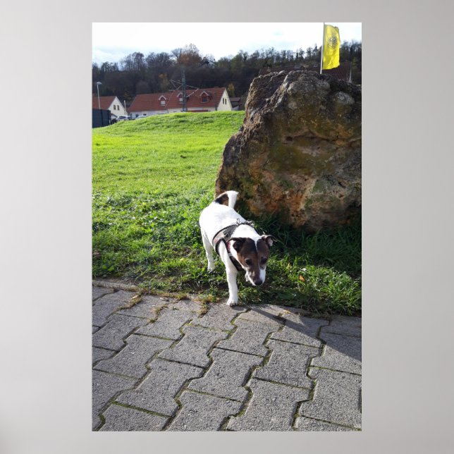 Póster Capo von Oppenheim, perro Jack Russell Terrier (Frente)