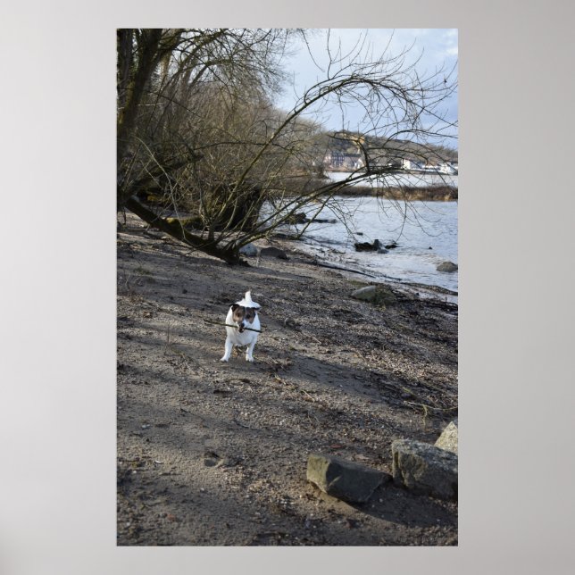 Póster Capo von Oppenheim, perro Jack Russell Terrier (Frente)