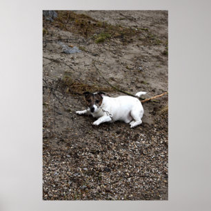 Póster Capo von Oppenheim, perro Jack Russell Terrier