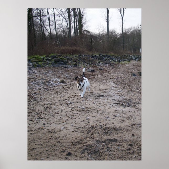 Póster Capo von Oppenheim, perro Jack Russell Terrier (Frente)