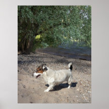 Capo von Oppenheim, perro Jack Russell Terrier