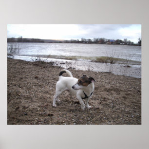 Póster Capo von Oppenheim, perro Jack Russell Terrier
